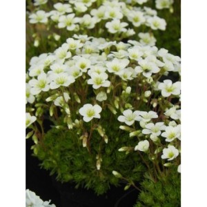 skalnica Arendsa (Saxifraga x arendsii) White Star- Świat bylin - sklep internetowy