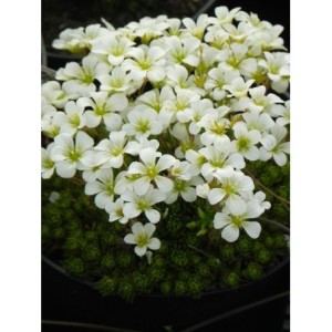 skalnica Arendsa (Saxifraga x arendsii) White Star- Świat bylin - sklep internetowy