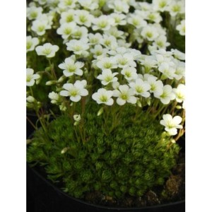 skalnica Arendsa (Saxifraga x arendsii) White Star- Świat bylin - sklep internetowy