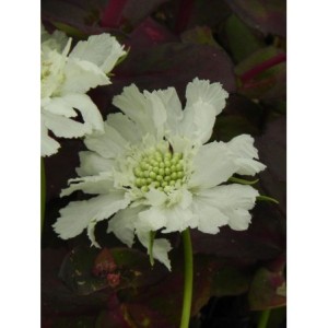 drakiew kaukaska (Scabiosa caucasica) Perfecta Alba- Świat bylin - sklep internetowy