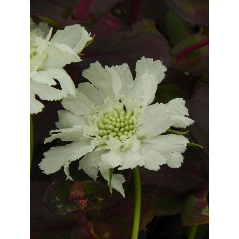 drakiew kaukaska (Scabiosa caucasica) Perfecta Alba- Świat bylin - sklep internetowy