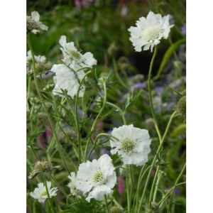 drakiew kaukaska (Scabiosa caucasica) Perfecta Alba- Świat bylin - sklep internetowy
