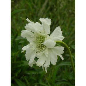 drakiew kaukaska (Scabiosa caucasica) Perfecta Alba- Świat bylin - sklep internetowy
