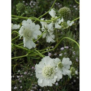 drakiew kaukaska (Scabiosa caucasica) Perfecta Alba- Świat bylin - sklep internetowy