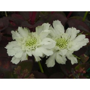 drakiew kaukaska (Scabiosa caucasica) Perfecta Alba- Świat bylin - sklep internetowy