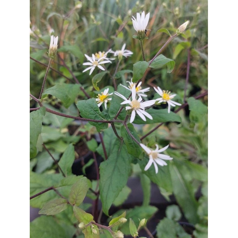 aster rozkrzewiony (Aster divaricatus) - Świat bylin - sklep internetowy