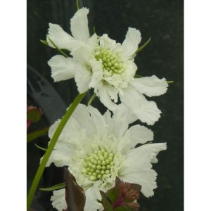 drakiew kaukaska (Scabiosa caucasica) Perfecta Alba- Świat bylin - sklep internetowy