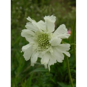 drakiew kaukaska (Scabiosa caucasica) Perfecta Alba- Świat bylin - sklep internetowy