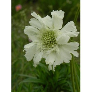drakiew kaukaska (Scabiosa caucasica) Perfecta Alba- Świat bylin - sklep internetowy
