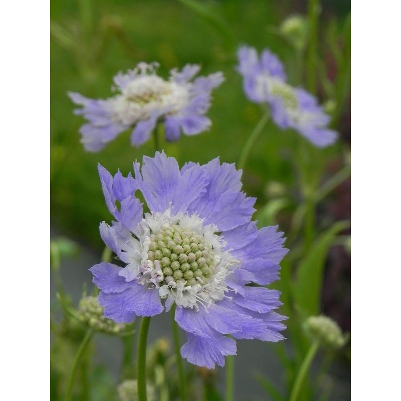 drakiew kaukaska (Scabiosa caucasica) Perfecta Mid Blue- Świat bylin - sklep internetowy
