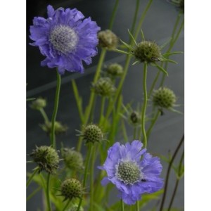 drakiew kaukaska (Scabiosa caucasica) Perfecta Mid Blue- Świat bylin - sklep internetowy