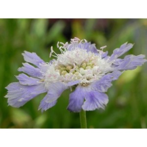 drakiew kaukaska (Scabiosa caucasica) Perfecta Mid Blue- Świat bylin - sklep internetowy