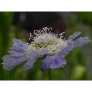 drakiew kaukaska (Scabiosa caucasica) Perfecta Mid Blue- Świat bylin - sklep internetowy