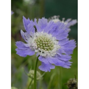 drakiew kaukaska (Scabiosa caucasica) Perfecta Mid Blue- Świat bylin - sklep internetowy