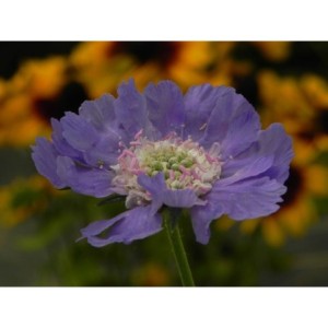 drakiew kaukaska (Scabiosa caucasica) Perfecta Mid Blue- Świat bylin - sklep internetowy