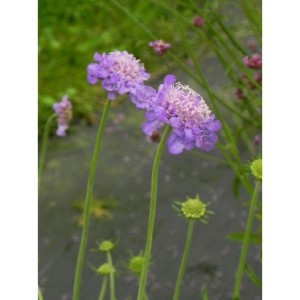 drakiew gołębia (Scabiosa columbaria) Mariposa Blue- Świat bylin - sklep internetowy