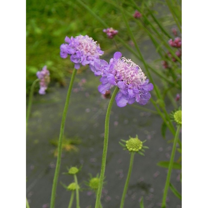 drakiew gołębia (Scabiosa columbaria) Mariposa Blue- Świat bylin - sklep internetowy