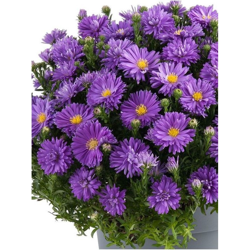 aster krzaczasty (Aster dumosus) Alpha® Dark Purple Launch- Świat bylin - sklep internetowy