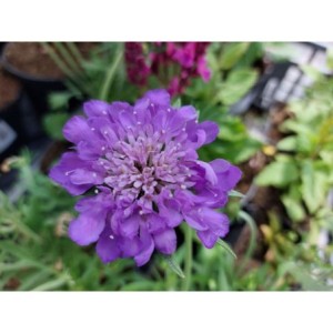 drakiew gołębia (Scabiosa columbaria) Mariposa Blue- Świat bylin - sklep internetowy