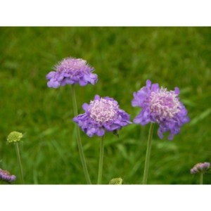 drakiew gołębia (Scabiosa columbaria) Mariposa Blue- Świat bylin - sklep internetowy
