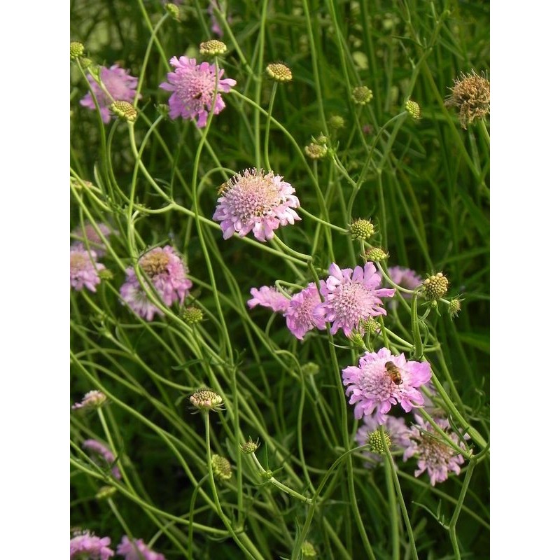 drakiew gołębia (Scabiosa columbaria) Pink Mist- Świat bylin - sklep internetowy