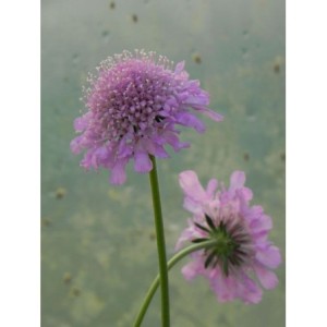 drakiew gołębia (Scabiosa columbaria) Pink Mist- Świat bylin - sklep internetowy