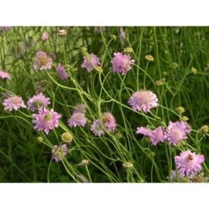 drakiew gołębia (Scabiosa columbaria) Pink Mist- Świat bylin - sklep internetowy