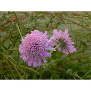 drakiew gołębia (Scabiosa columbaria) Pink Mist- Świat bylin - sklep internetowy
