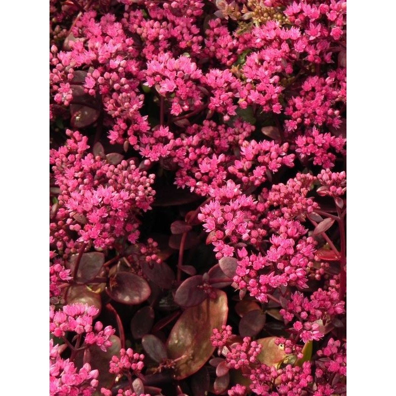 rozchodnik (Sedum) SunSparkler® Firecracker- Świat bylin - sklep internetowy