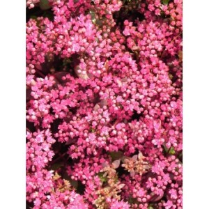 rozchodnik (Sedum) SunSparkler® Firecracker- Świat bylin - sklep internetowy
