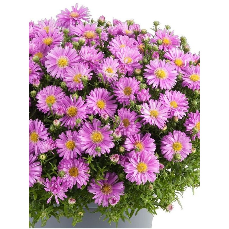 aster krzaczasty (Aster dumosus) Alpha® Light Pink- Świat bylin - sklep internetowy