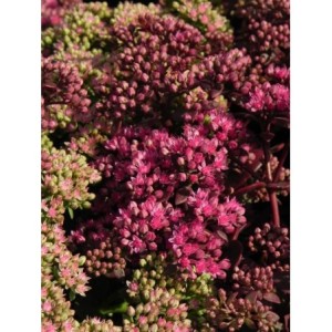 rozchodnik (Sedum) SunSparkler® Firecracker- Świat bylin - sklep internetowy