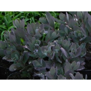 rozchodnik (Sedum) SunSparkler® Plum Dazzled- Świat bylin - sklep internetowy