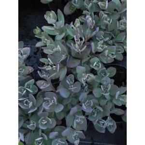 rozchodnik (Sedum) SunSparkler® Plum Dazzled- Świat bylin - sklep internetowy