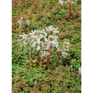 rozchodnik biały (Sedum album) Murale- Świat bylin - sklep internetowy