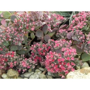 rozchodnik naskalny (Sedum cauticolum) - Świat bylin - sklep internetowy