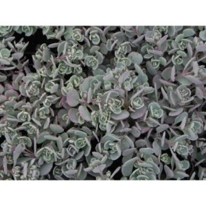 rozchodnik naskalny (Sedum cauticolum) - Świat bylin - sklep internetowy