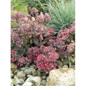 rozchodnik naskalny (Sedum cauticolum) - Świat bylin - sklep internetowy