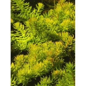 rozchodnik ościsty (Sedum refleksum) Angelina- Świat bylin - sklep internetowy