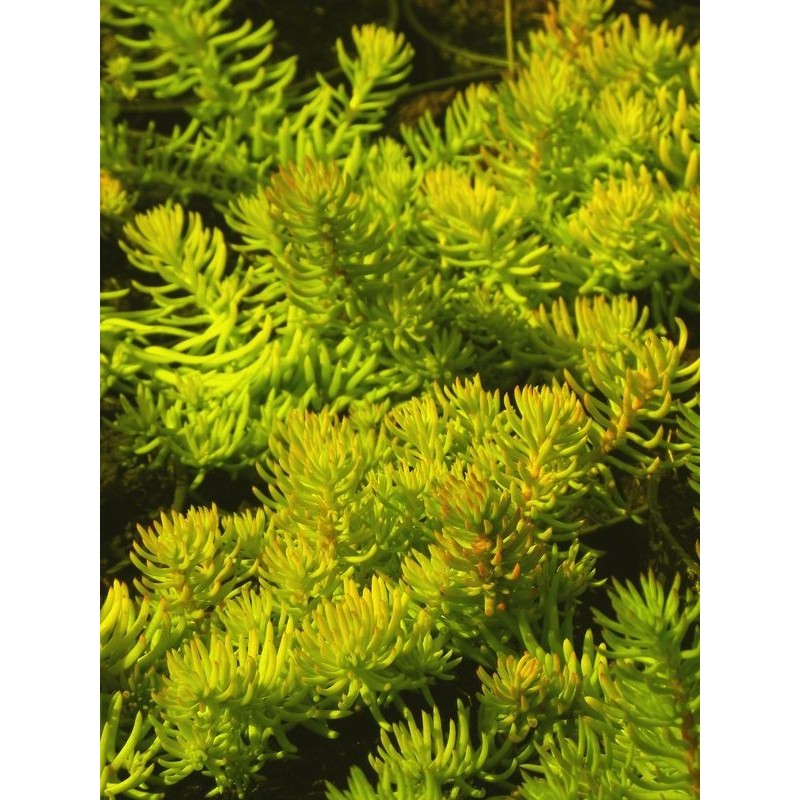 rozchodnik ościsty (Sedum refleksum) Angelina- Świat bylin - sklep internetowy