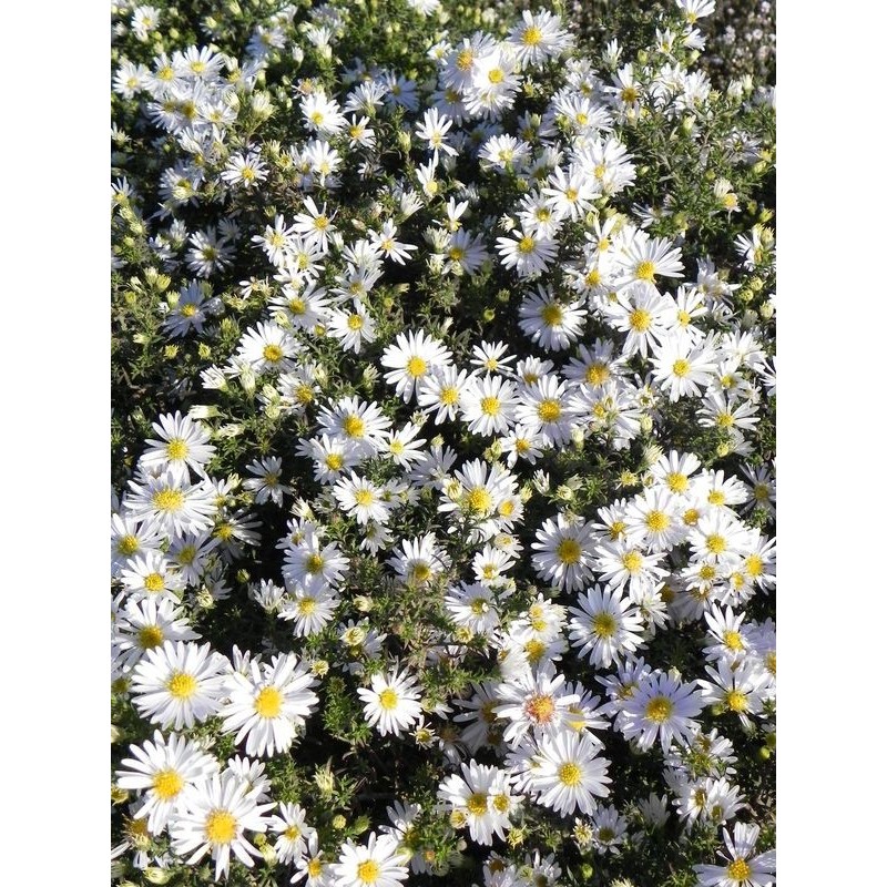 aster krzaczasty (Aster dumosus) Apollo- Świat bylin - sklep internetowy