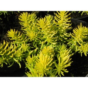 rozchodnik ościsty (Sedum refleksum) Angelina- Świat bylin - sklep internetowy