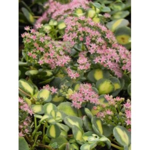 rozchodnik Siebolda (Sedum sieboldii) Mediovariegatum- Świat bylin - sklep internetowy