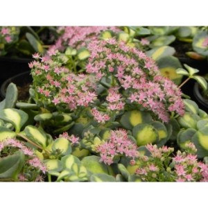 rozchodnik Siebolda (Sedum sieboldii) Mediovariegatum- Świat bylin - sklep internetowy