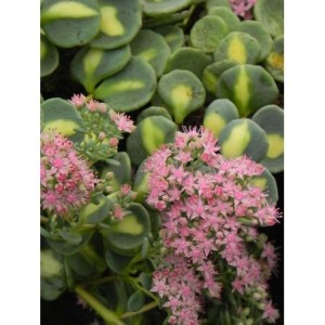 rozchodnik Siebolda (Sedum sieboldii) Mediovariegatum- Świat bylin - sklep internetowy
