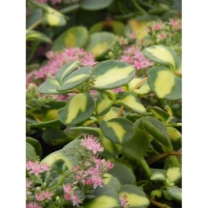 rozchodnik Siebolda (Sedum sieboldii) Mediovariegatum- Świat bylin - sklep internetowy