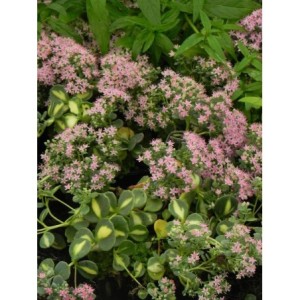 rozchodnik Siebolda (Sedum sieboldii) Mediovariegatum- Świat bylin - sklep internetowy