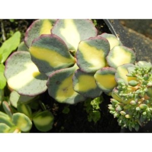 rozchodnik Siebolda (Sedum sieboldii) Mediovariegatum- Świat bylin - sklep internetowy