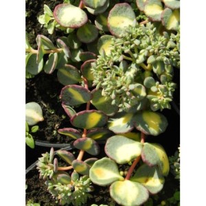 rozchodnik Siebolda (Sedum sieboldii) Mediovariegatum- Świat bylin - sklep internetowy