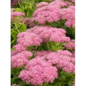 rozchodnik okazały (Sedum spectabile) Brilliant- Świat bylin - sklep internetowy